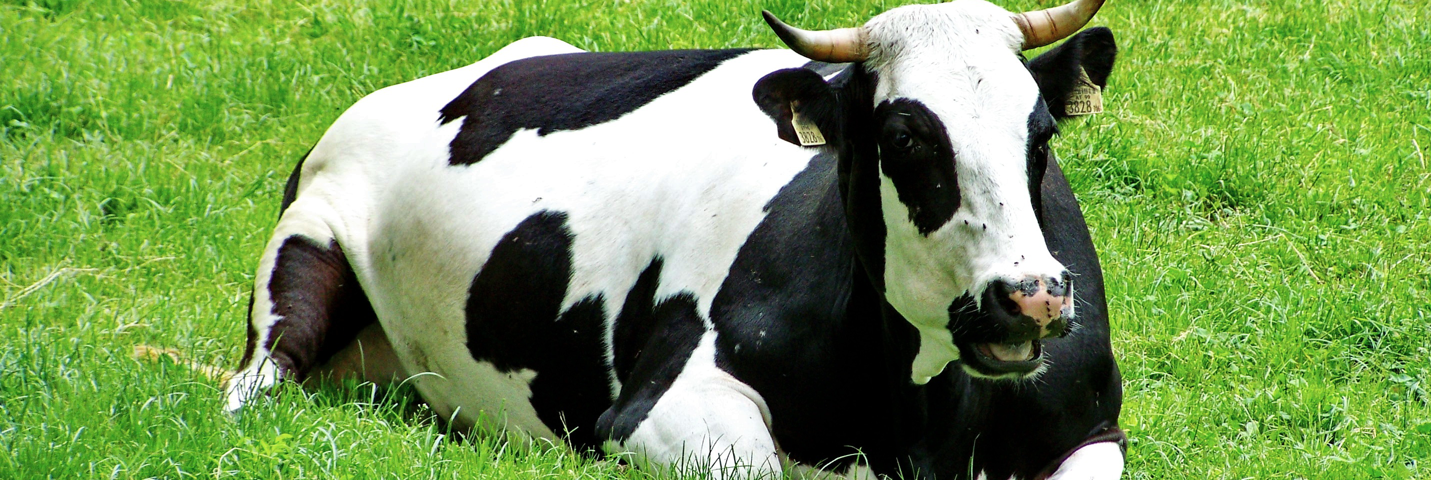 Бонитировка